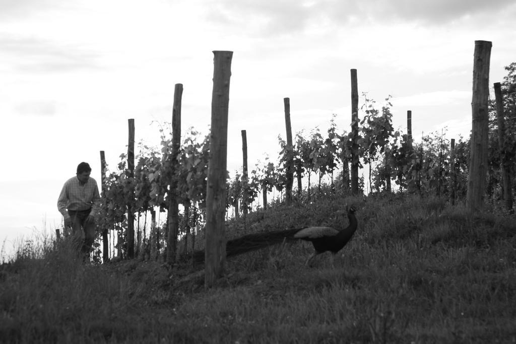 Gigante Wine & Welcome Farm stay *
